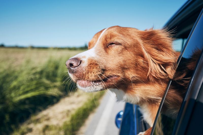 The Car Ride Enthusiast