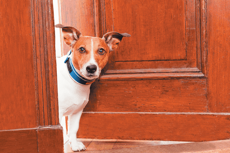 The Doorbell Frenzy