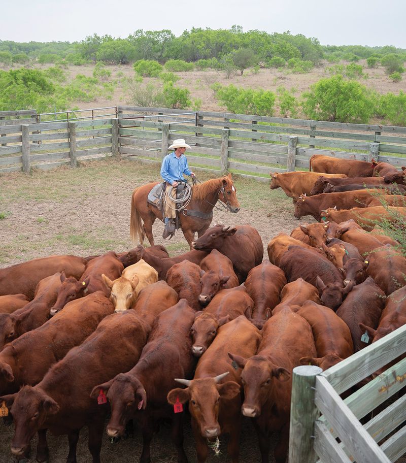 The Essential Ranch Horse