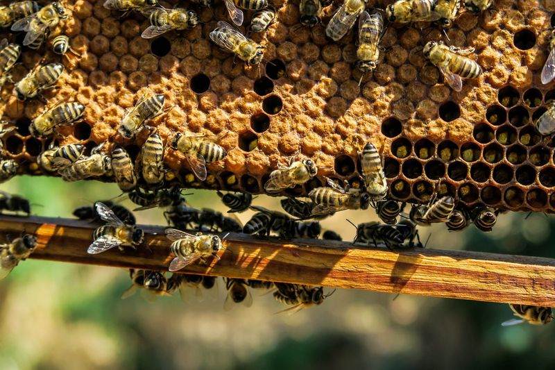 The Hive's Social Structure