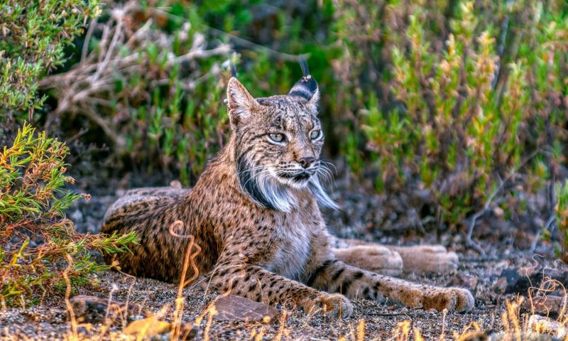 The Iberian Lynx's Return in Spain