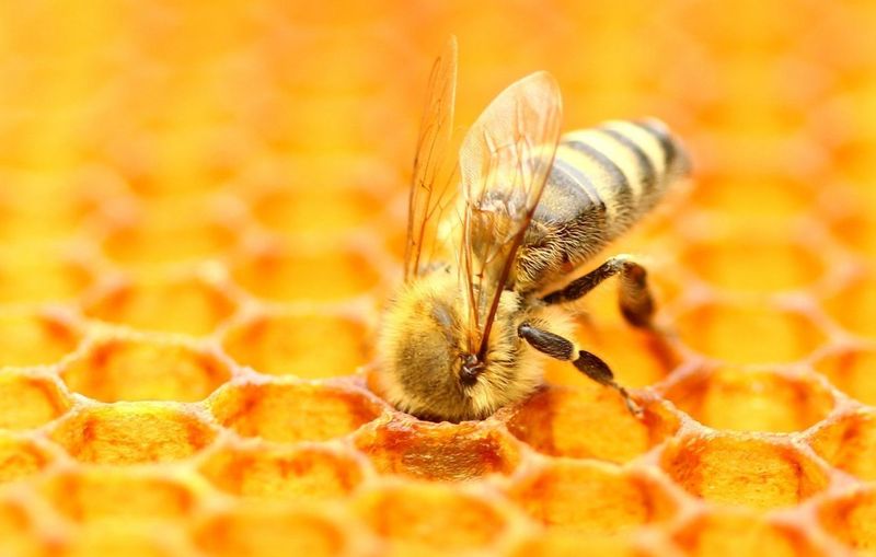 The Importance of Nectar