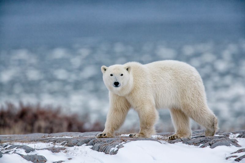 The Largest Land Carnivore