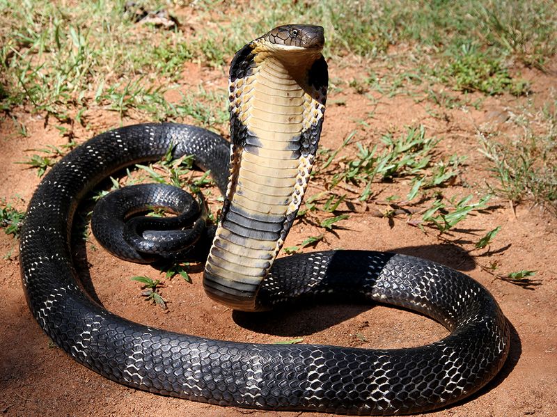 The Longest Venomous Snake