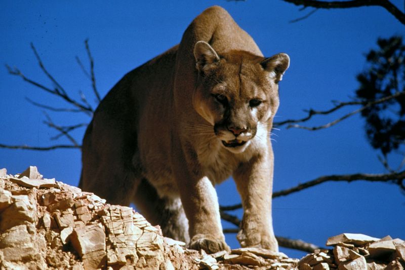 The Many Names of Mountain Lions