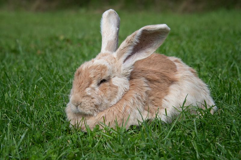The Mystery of Rabbit Sleep