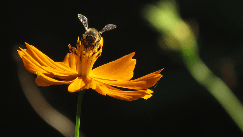 The Night Shift: Nocturnal Honeybees