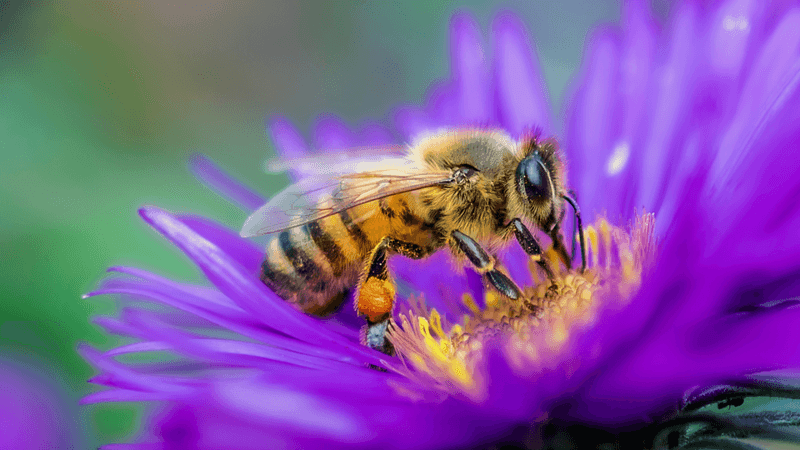 The Queen's Pheromone Power