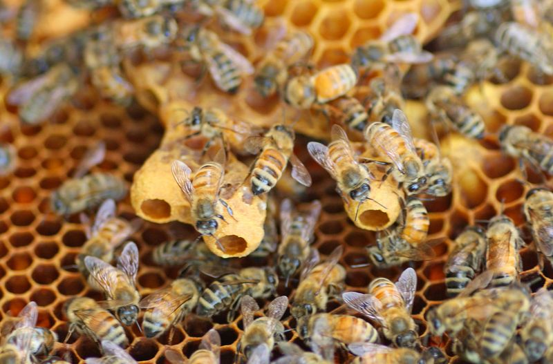 The Significance of Swarm Cells