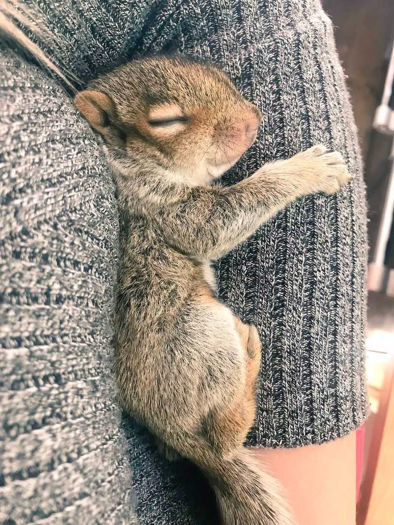 The Squirrel Cuddle