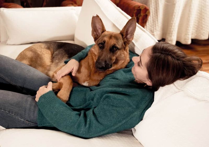 Therapeutic Companionship