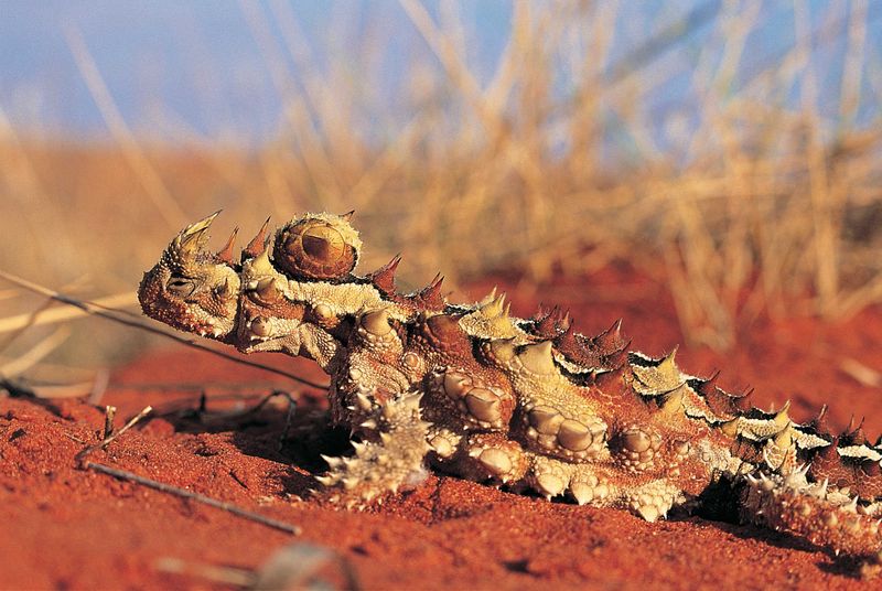 Thorny Devil