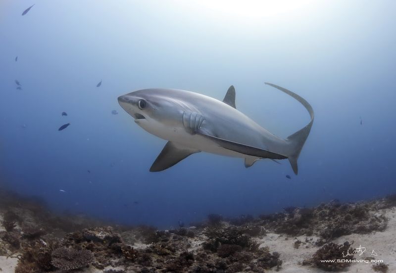 Thresher Shark