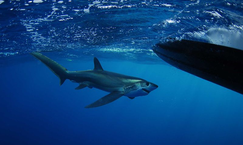 Thresher Shark