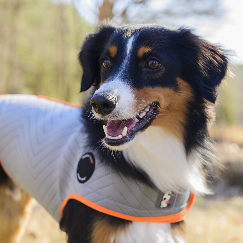 ThunderShirt