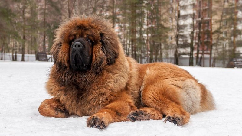 Tibetan Mastiff