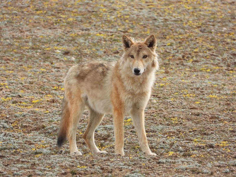 Tibetan Wolf