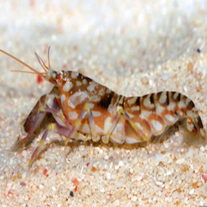 Tiger Pistol Shrimp