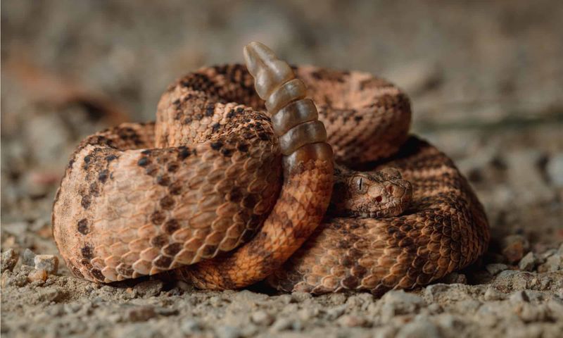 Tiger Rattlesnake