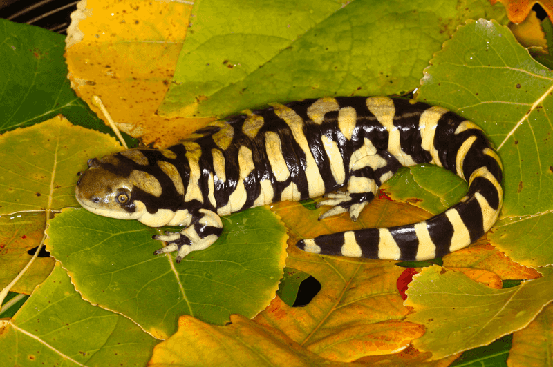 Tiger Salamander