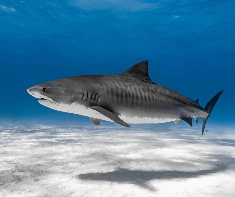 Tiger Shark