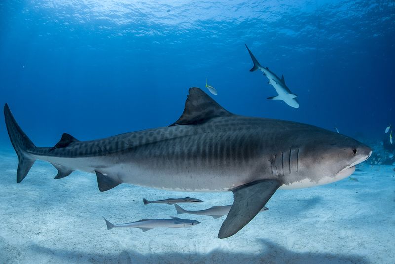 Tiger Shark