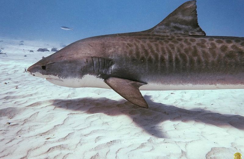 Tiger Shark