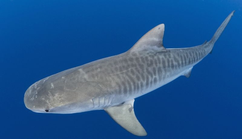 Tiger Shark