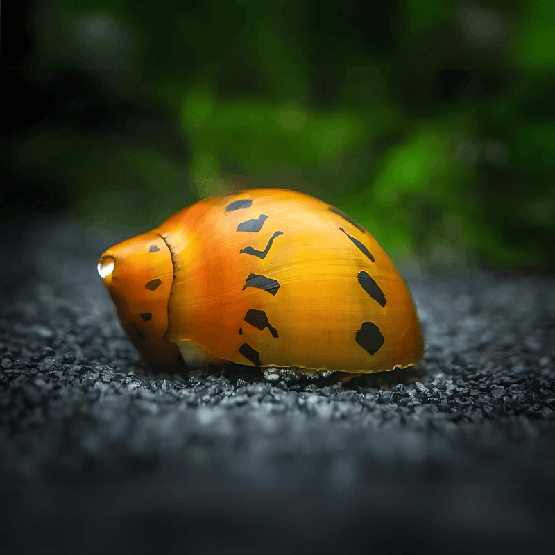 Tiger Snail