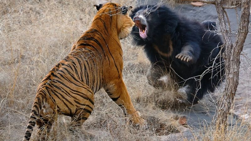 Tiger vs Sloth Bear