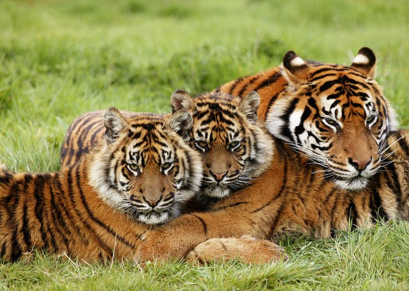 Tigers