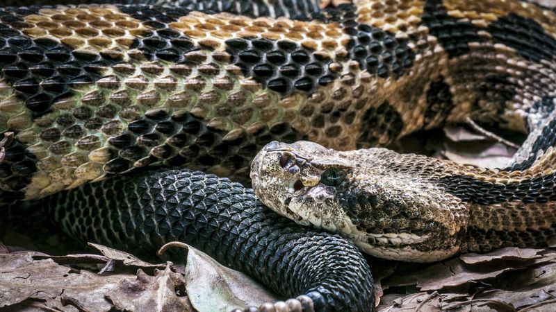 Timber Rattlesnake