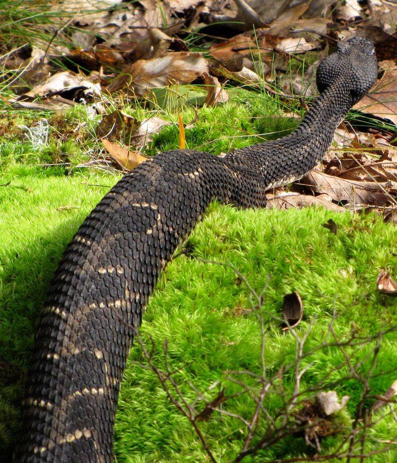 Timber Rattlesnake