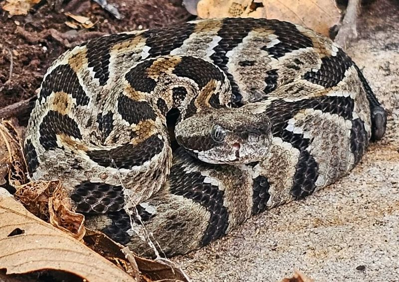 Timber Rattlesnake