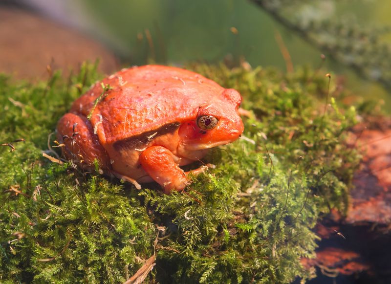 Tomato Frog