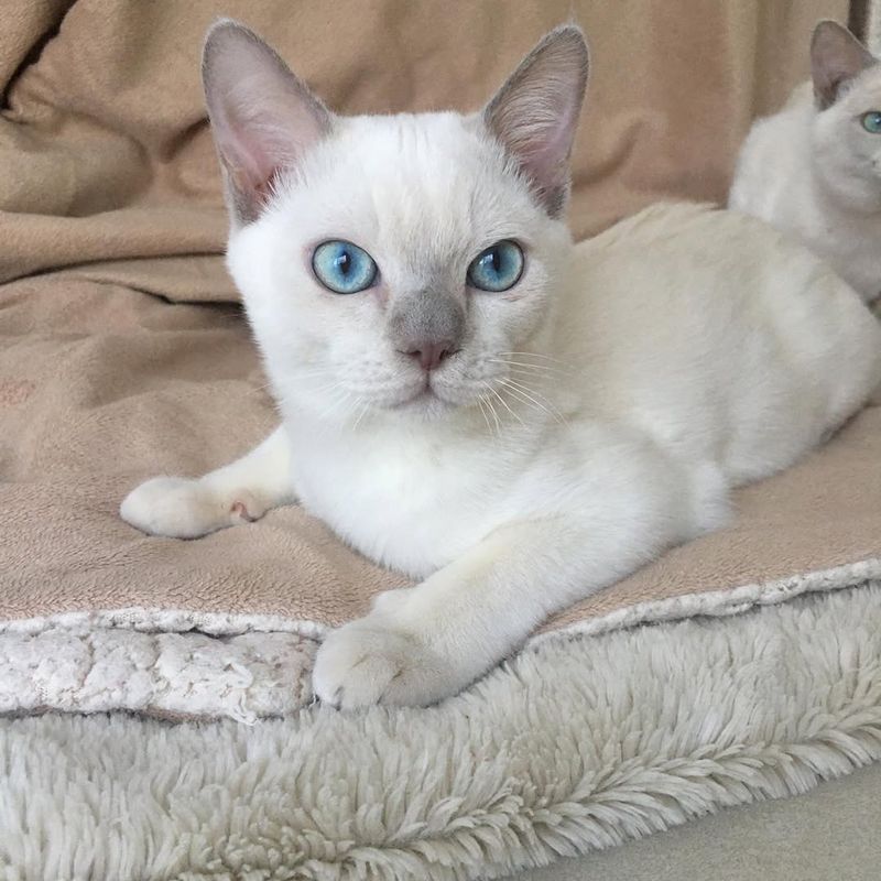 Tonkinese