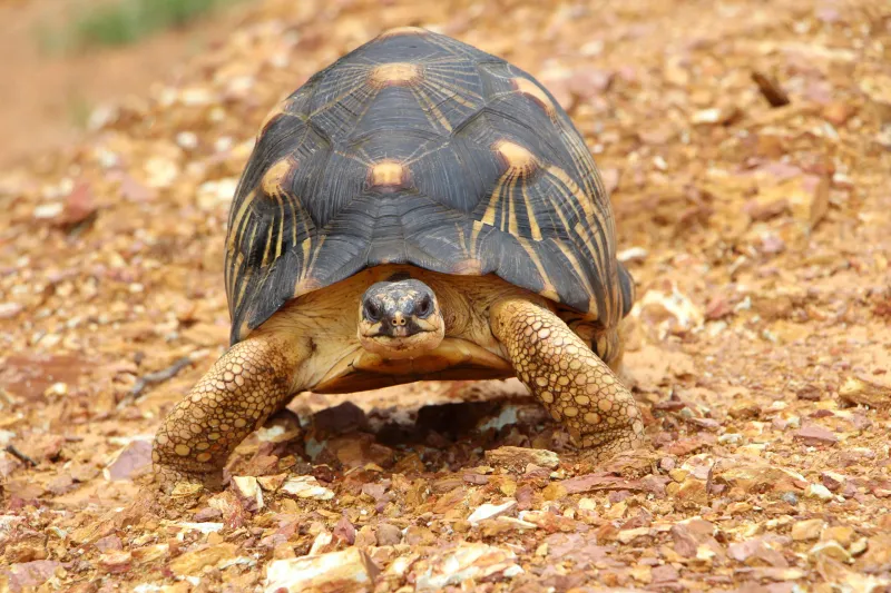 Tortoise