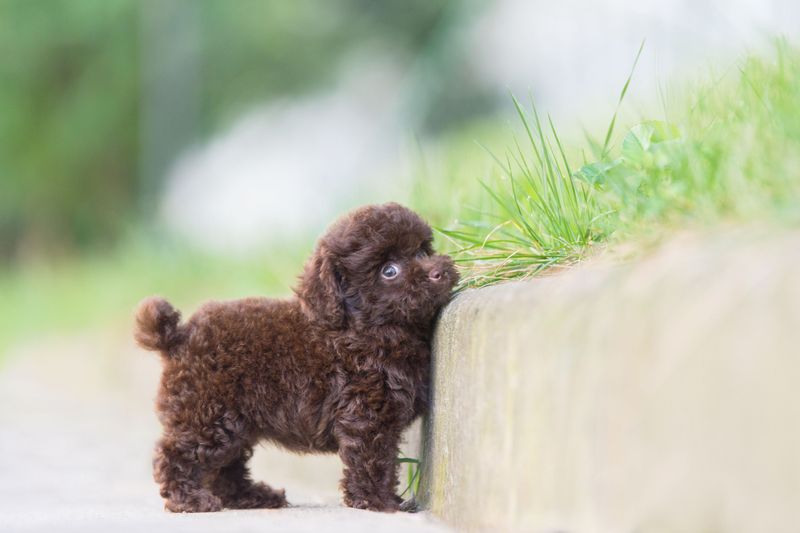 Toy Poodle