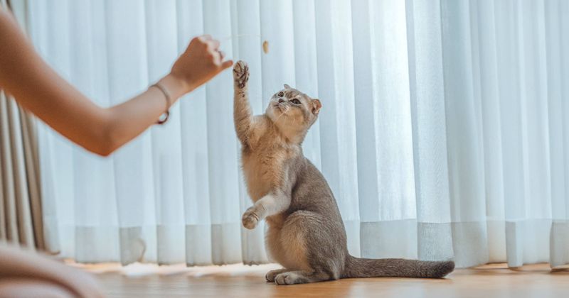 Train Your Cat with Positive Reinforcement