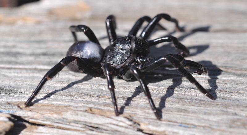 Trapdoor Spider of Lake Knysna