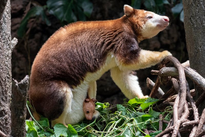 Tree Kangaroo