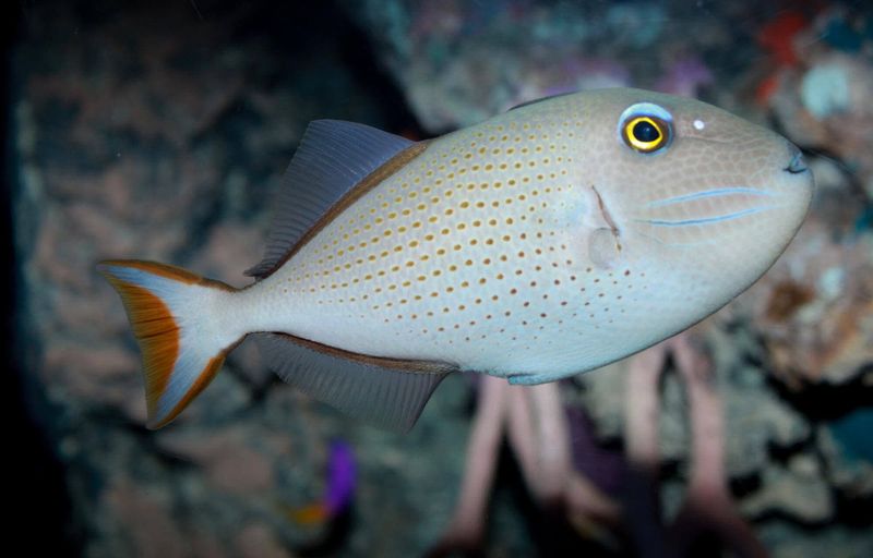 Triggerfish