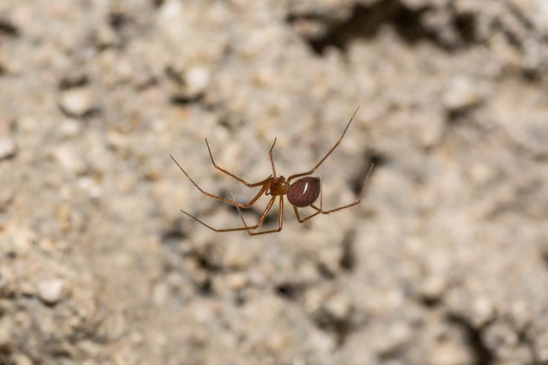 Troglohyphantes Spider