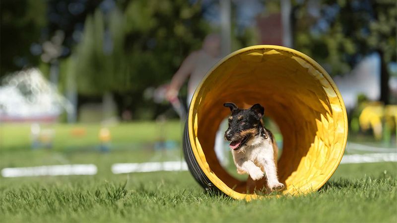 Tunnel Training