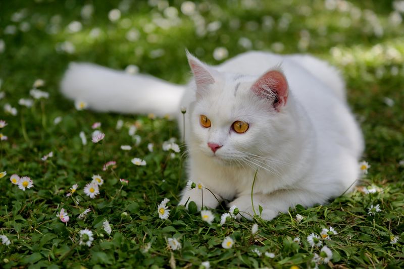 Turkish Angora