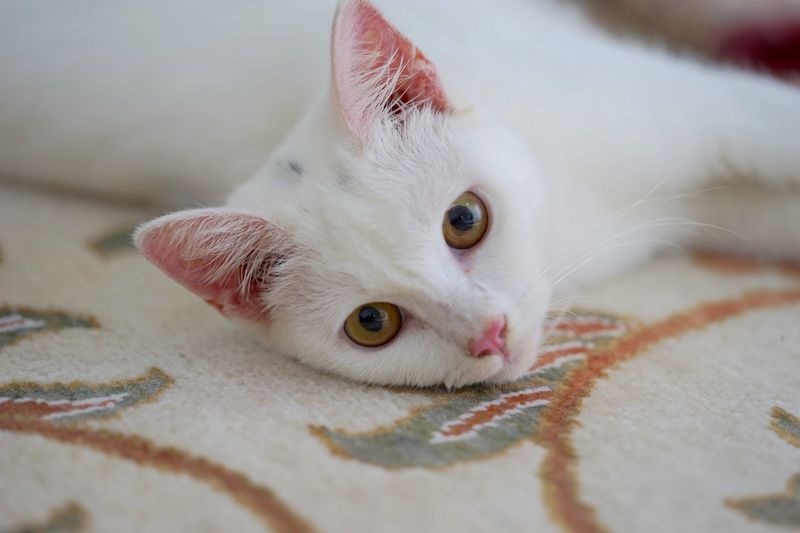 Turkish Angora