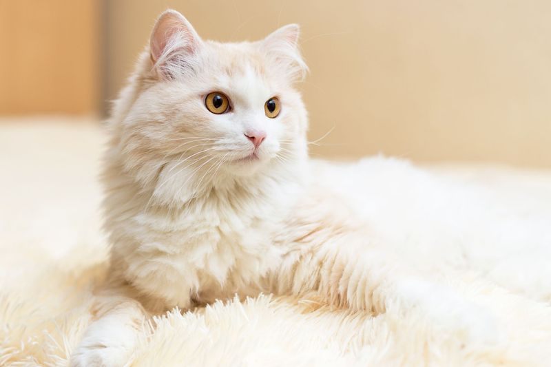 Turkish Angora