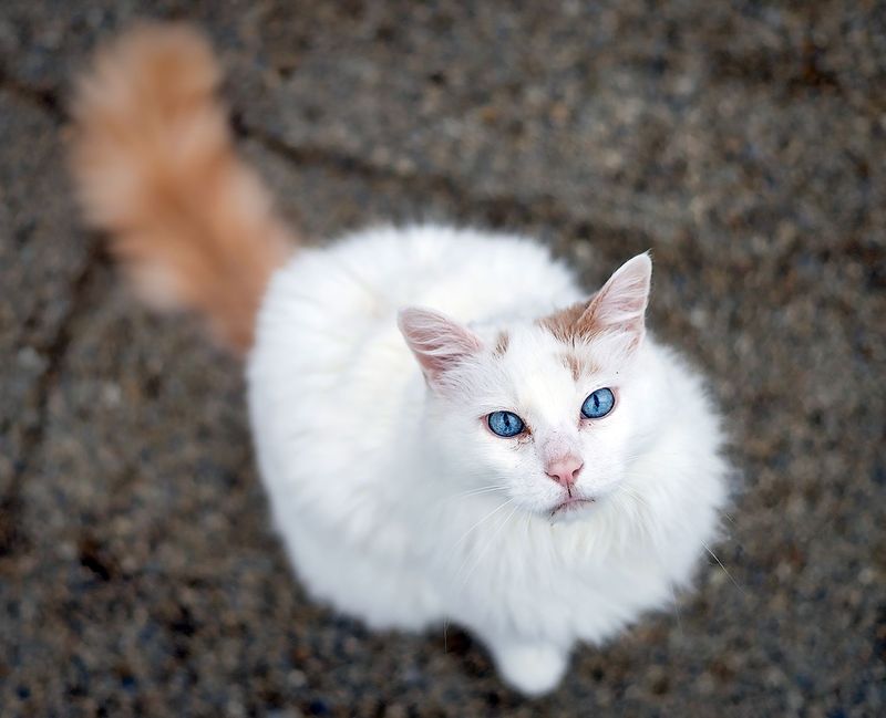 Turkish Van