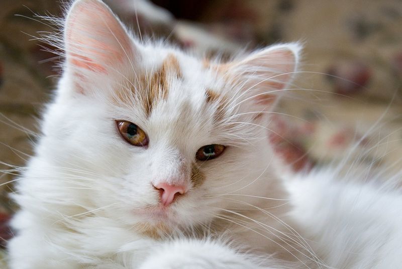 Turkish Van