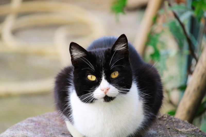 Tuxedo Cat